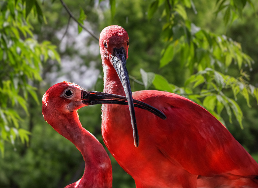 Ибис алый - SanSan 