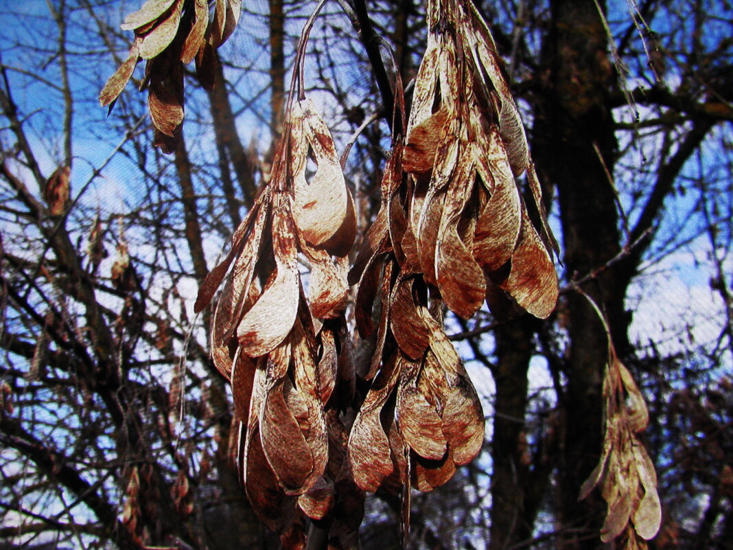 Осенние серёжки - Людмила Смородинская