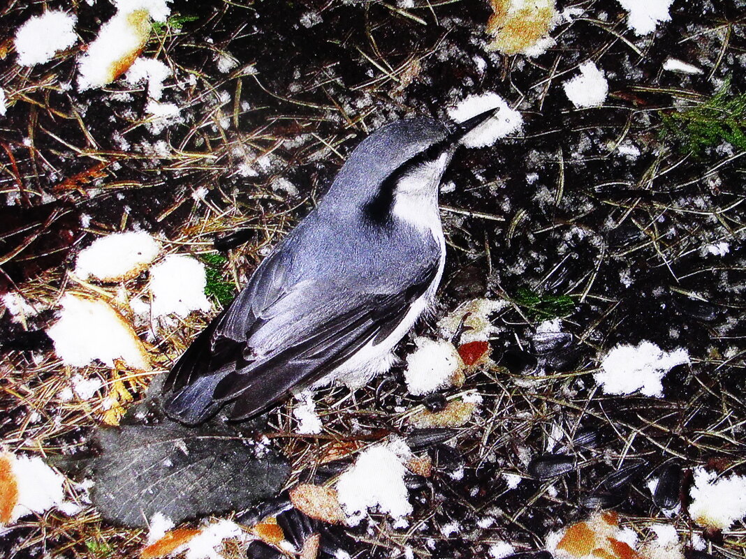 Поползень обедает - Людмила Смородинская