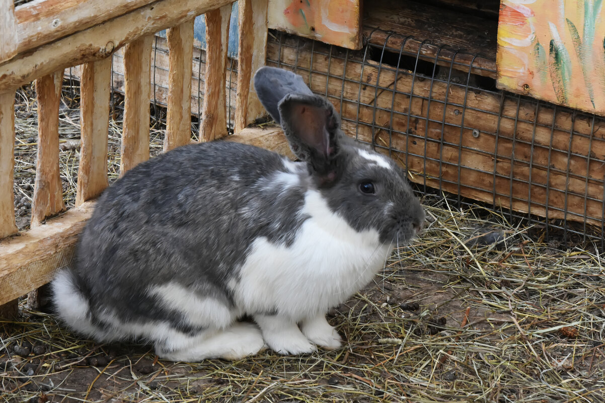 Московская область. Серпухов. Ферма «Русский страус». - Наташа *****