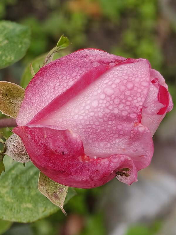 В рассветной тиши капли блестят на розе - Валерий Ткаченко