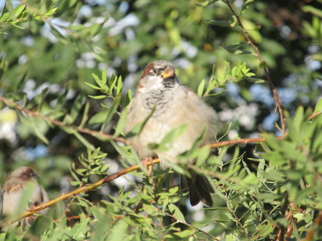 воробей - Елена Шаламова