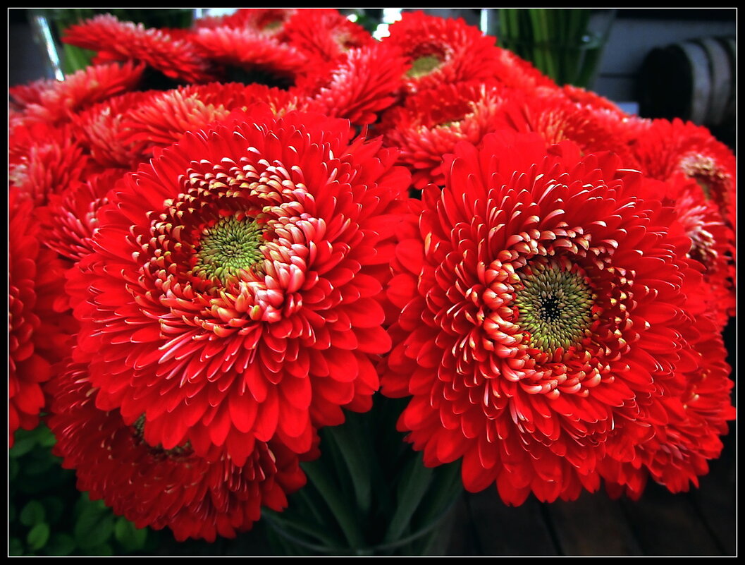 Цветок герберы — это тайна, и в ней улыбка говорит. - Ольга Довженко