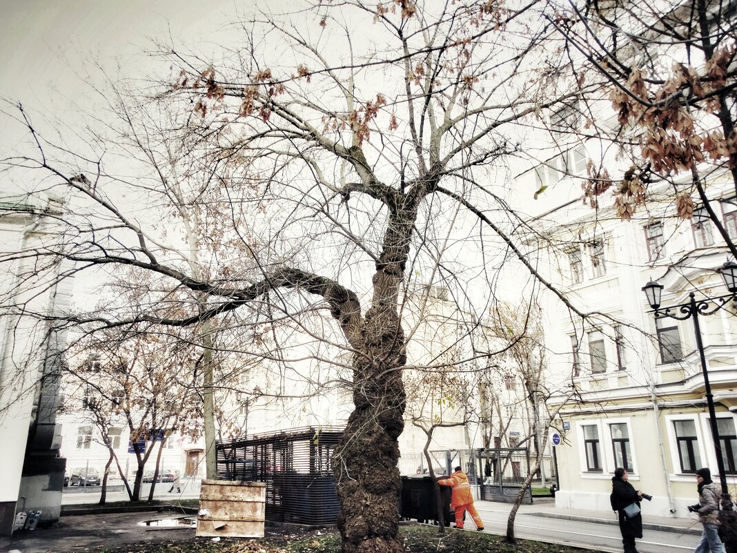 Дерево в городе - svk *