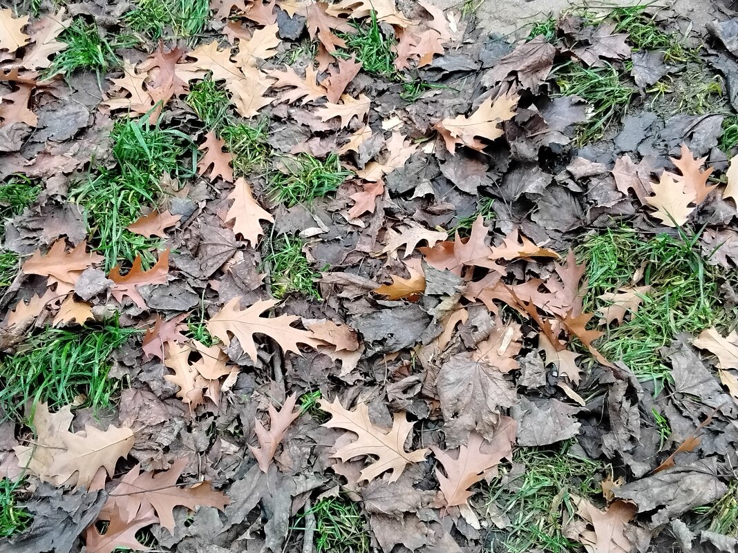 Осенние листья - Дмитрий Никитин Осенние листья - Дмитрий Никитин