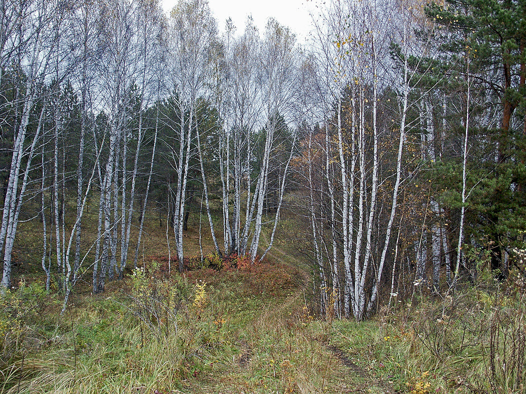 Березки - MILAV V