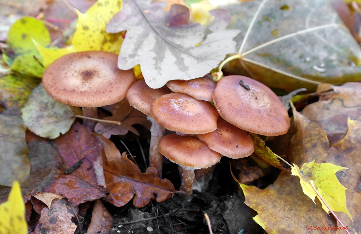 Прячутся опята от холодов под листьями.. - Андрей Заломленков
