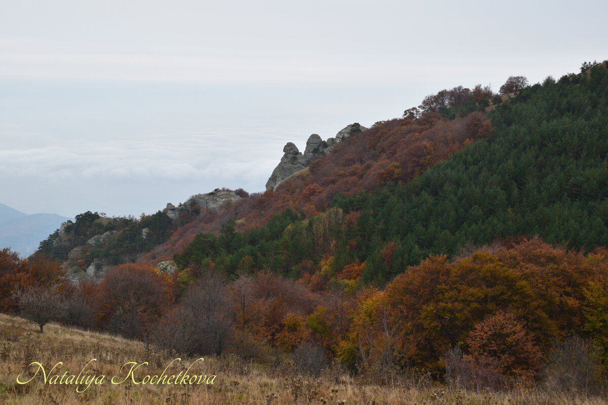 Природа Крыма - Amazing Cosmea