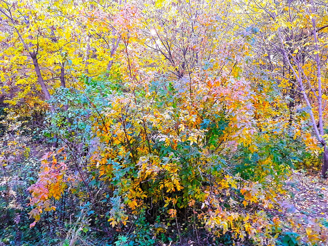 Осень изобразила кисти трепета полёт - Hope 