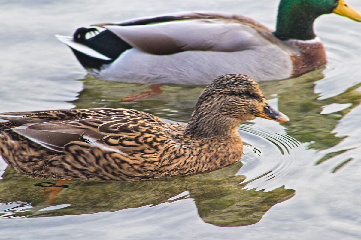 Кряква. - Giant Tao /