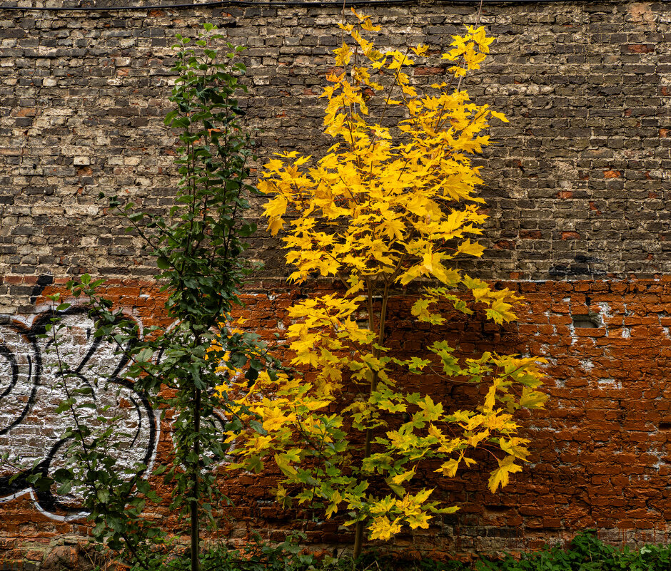 Слияние разных цветов - Олег Фролов