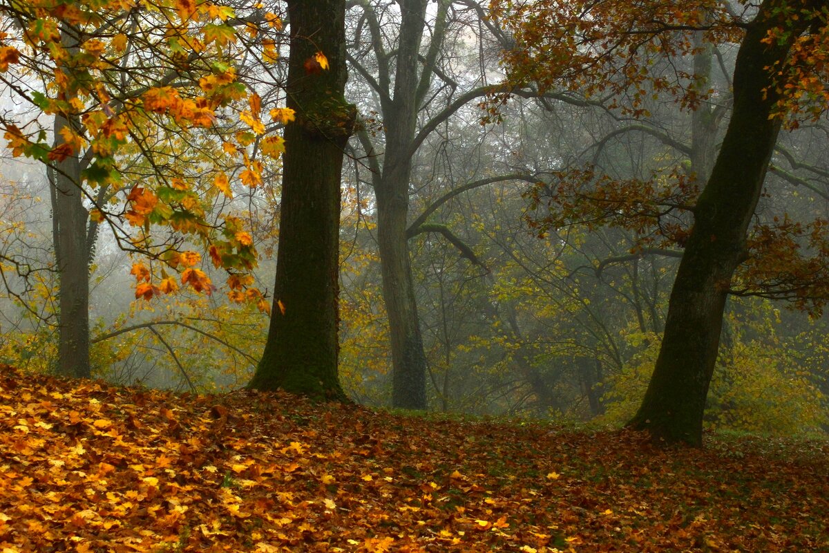 В осеннем лесу - Юрий. Шмаков