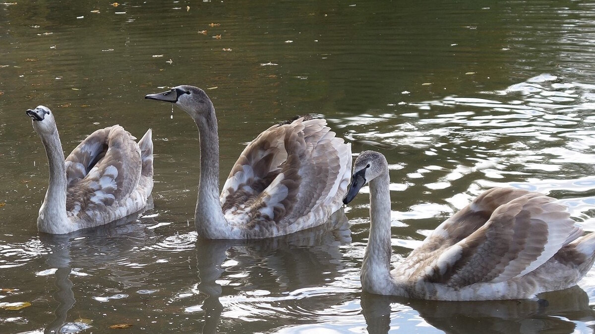 Лебединая молодежь - Рита Симонова