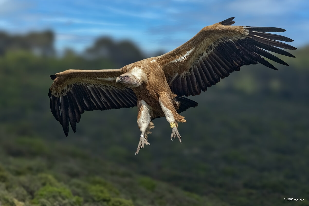 На посадку - Shmual & Vika Retro