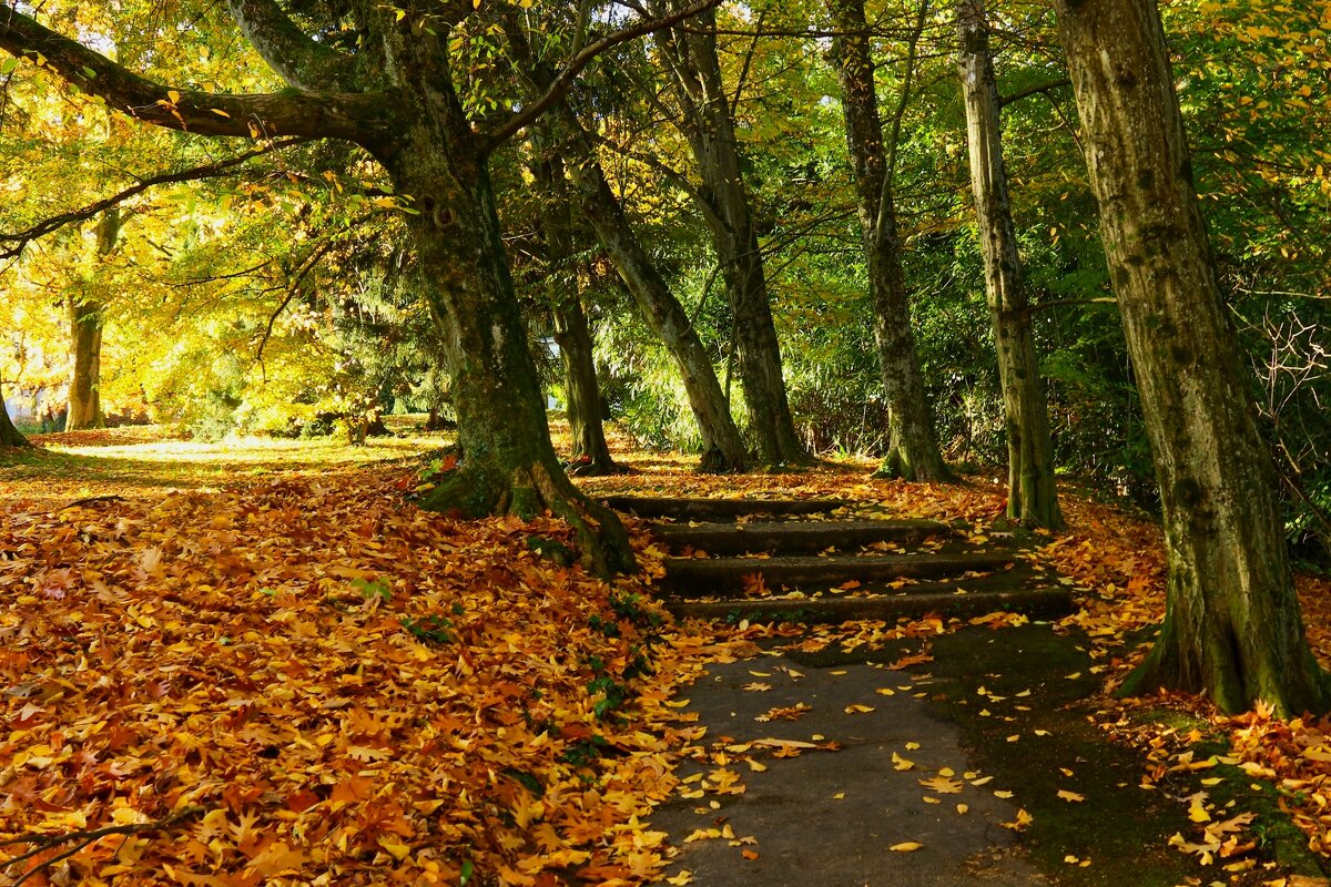 Осенние картинки - Юрий. Шмаков