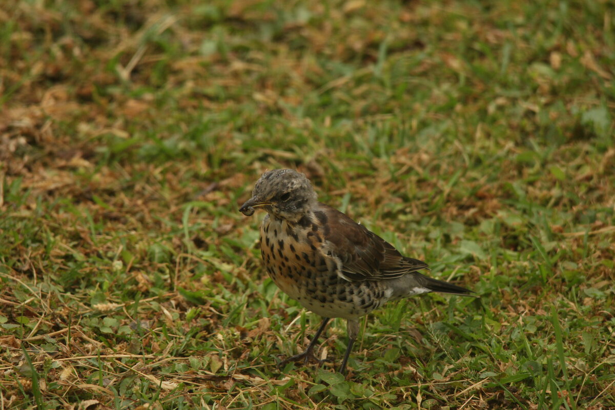 дрозд рябинник - Сергей Лычагин
