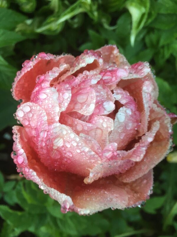 После дождя - Ольга Савельева 