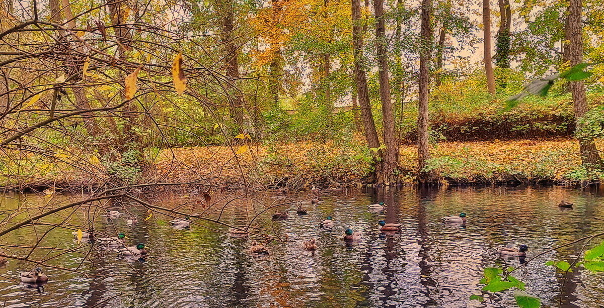 "Утка осенью в большой цене" (из Розенбаума) - Андрей K.
