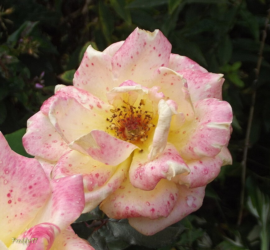 Роза - Freddy 97