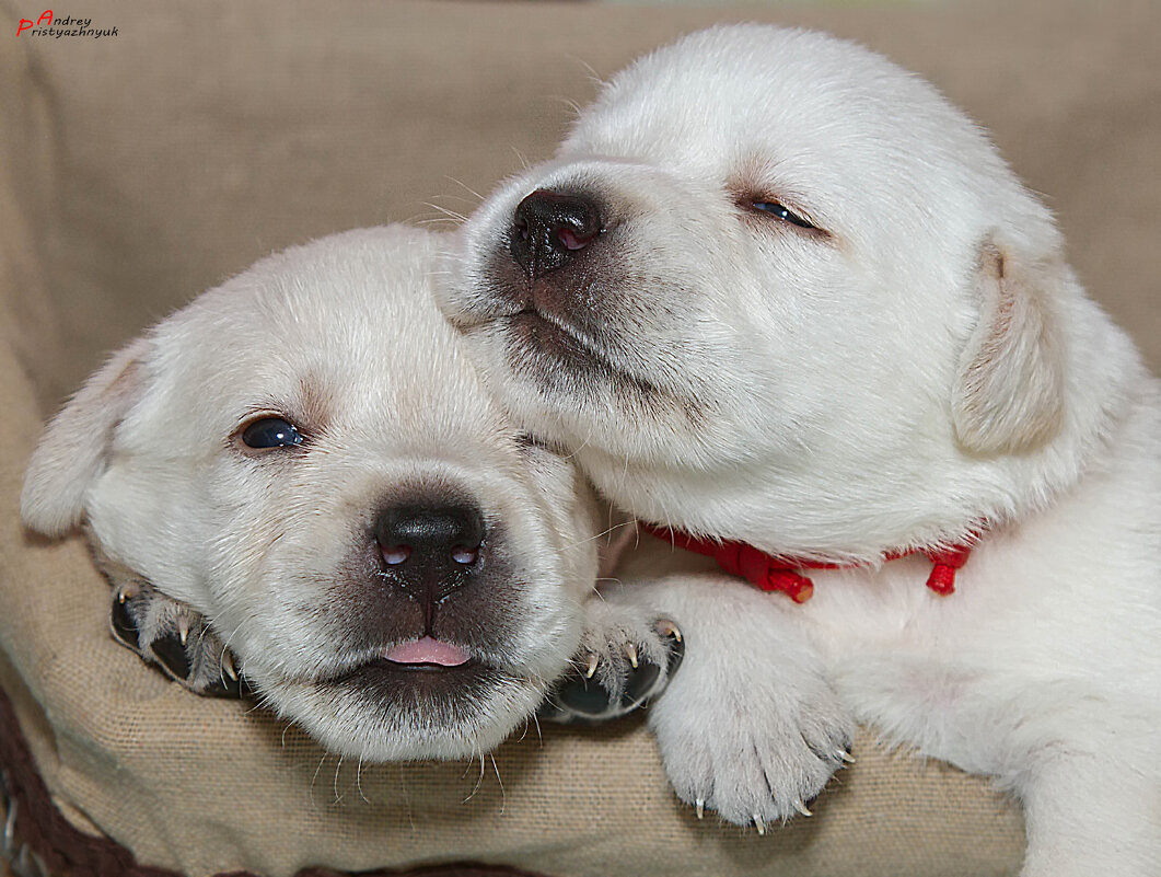 Братишки - Андрей Пристяжнюк