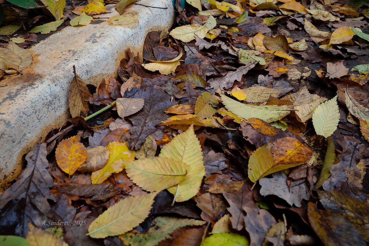 Старая листва - Александр Синдерёв Старая листва - Александр Синдерёв