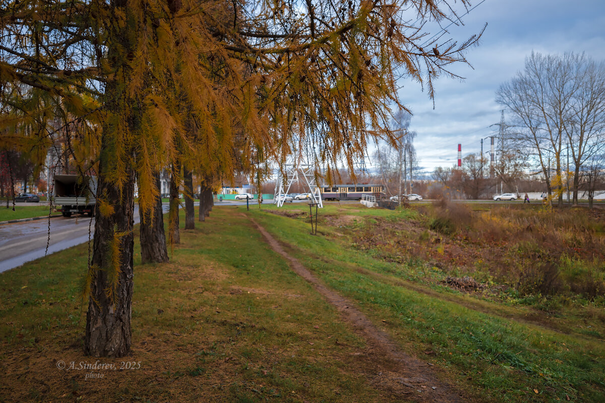 Осенняя лиственница - Александр Синдерёв Осенняя лиственница - Александр Синдерёв