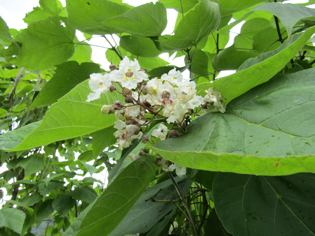 Катальпа бигнониевидная - Galaelina ***