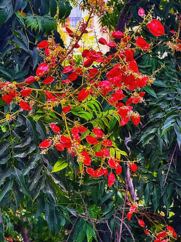 ДЕЛОНИКС КОРОЛЕВСКИЙ - Анатолий Малобродский ДЕЛОНИКС КОРОЛЕВСКИЙ - Анатолий Малобродский