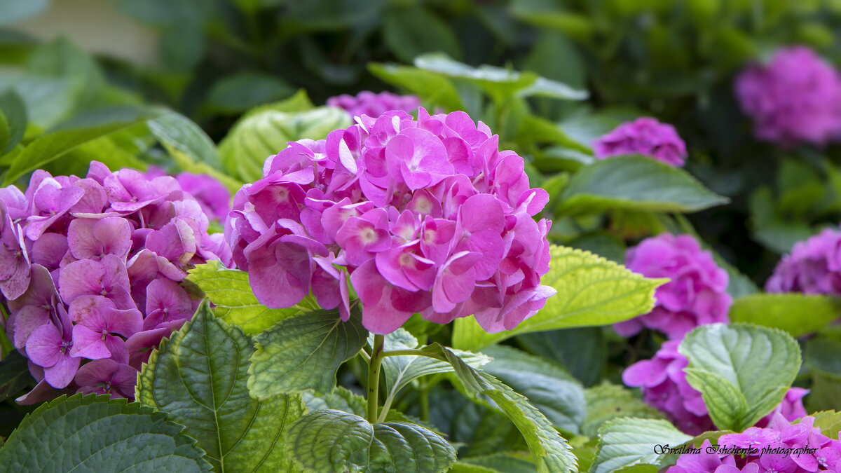 Гортензия - Светлана Ищенко