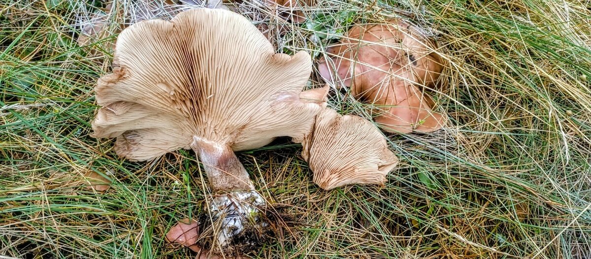 Грибной сезон - Михаил Столяров