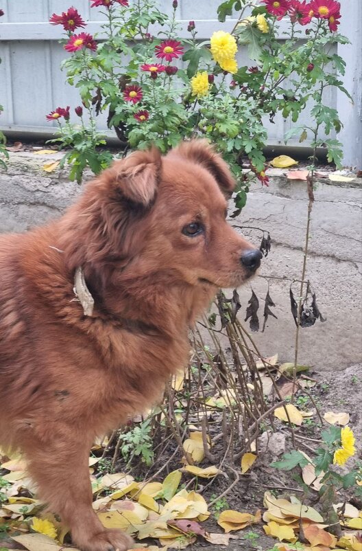 Прогулка у хризантем - Наталья Прогулка у хризантем - Наталья