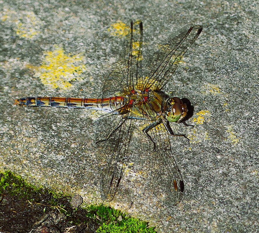 Как разнообразен этот мир! - Владимир Манкер Как разнообразен этот мир! - Владимир Манкер