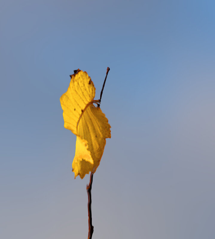 Знамя осени - Светлана 