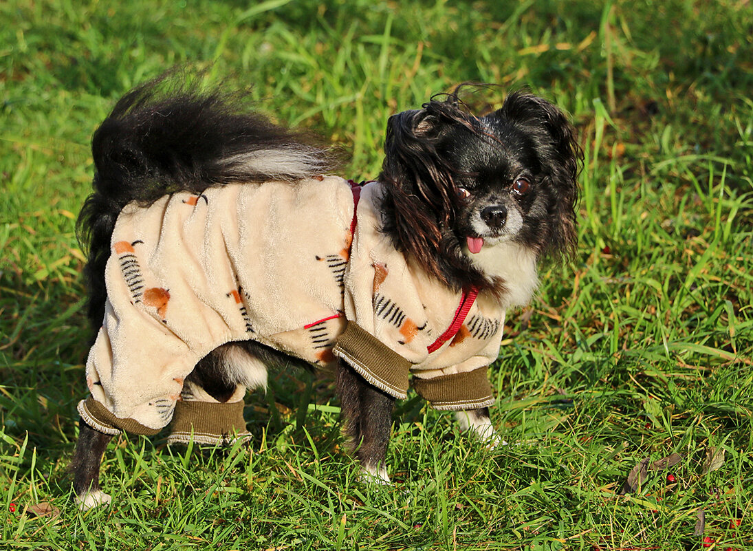 Красавчик в "пижамке" - Светлана 