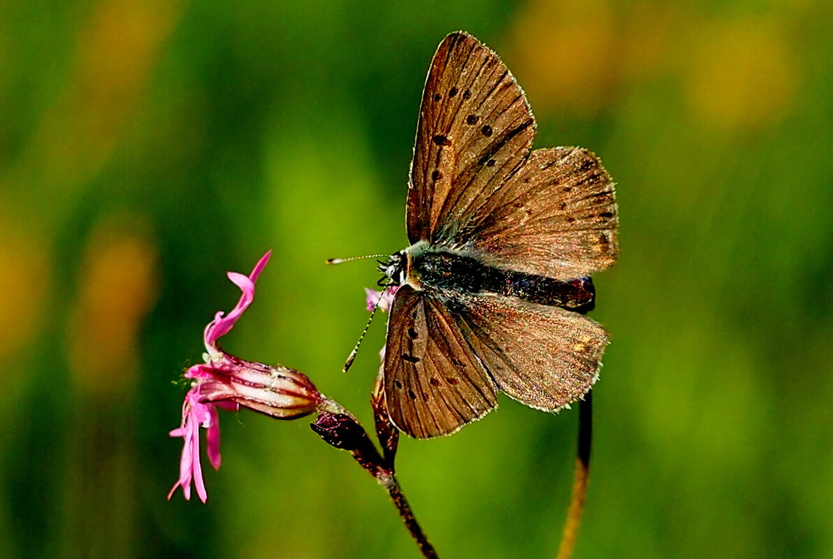 опять про бабочек...19 - Александр Прокудин опять про бабочек...19 - Александр Прокудин