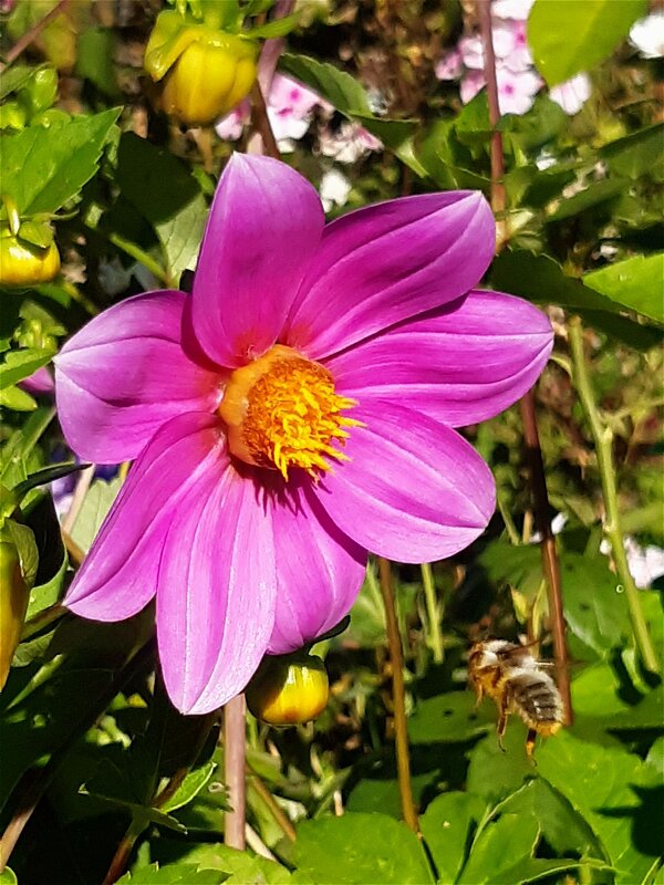 Только утром солнце встало,а пчела уже в трудах! - Нина Андронова