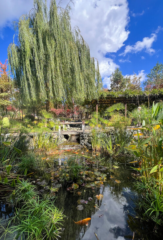 Краснодар. Японский сад в парке Галицкого - Galina 