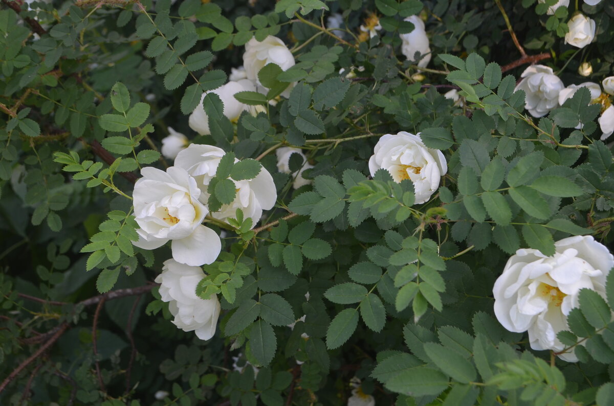 цветение у стройки - Галина R...