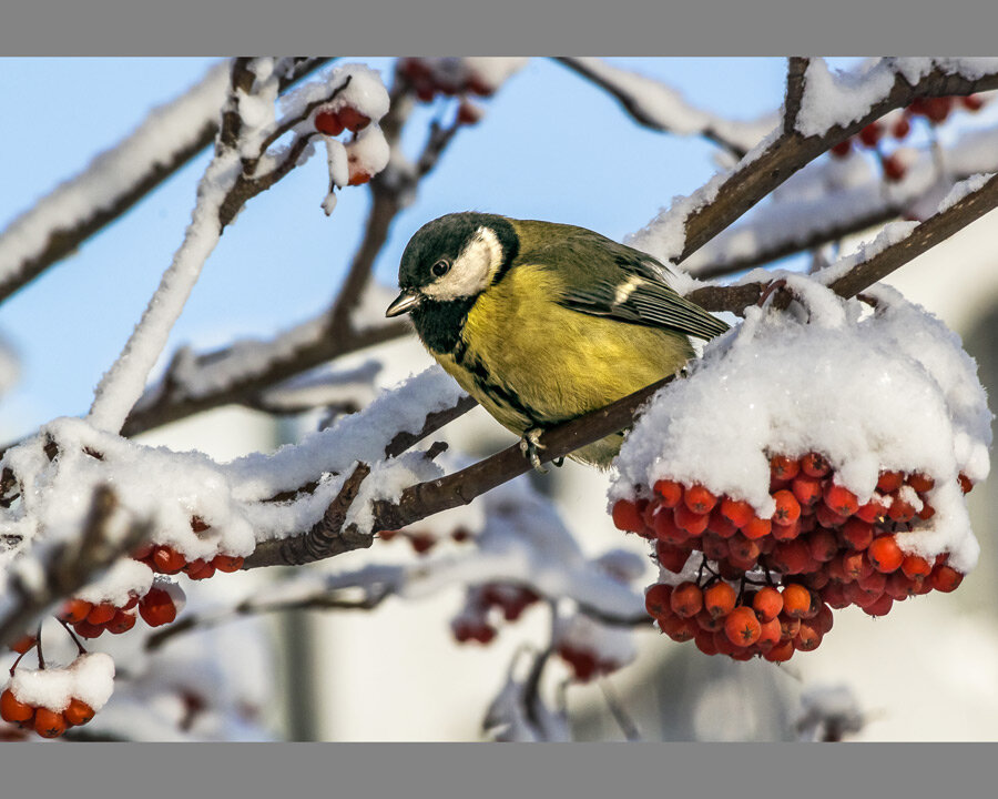 Синица - SanSan 