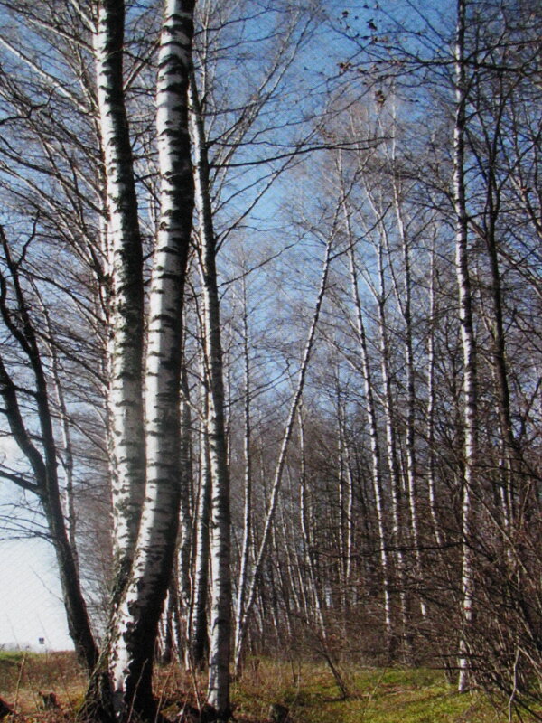 Ноябрьский лес - Людмила Смородинская