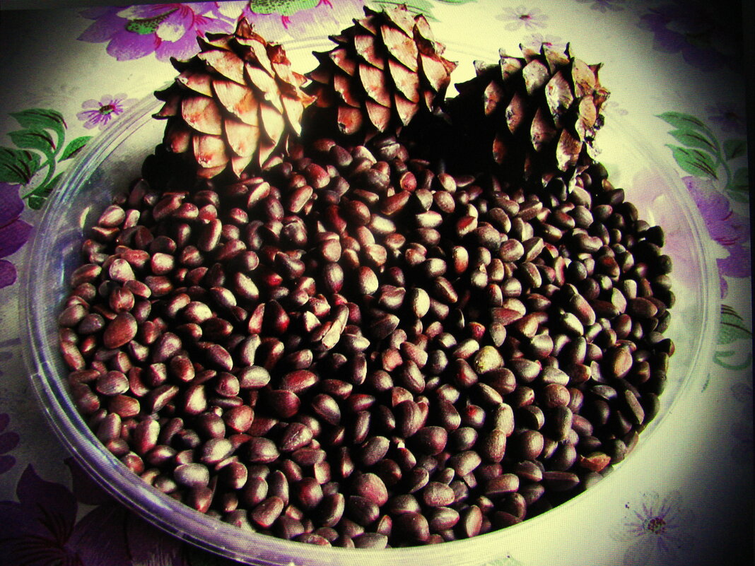 Кедровые орешки - Людмила Смородинская