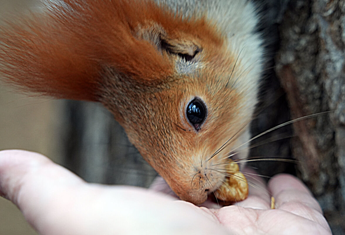Три орешка для белочки - Lersa Три орешка для белочки - Lersa