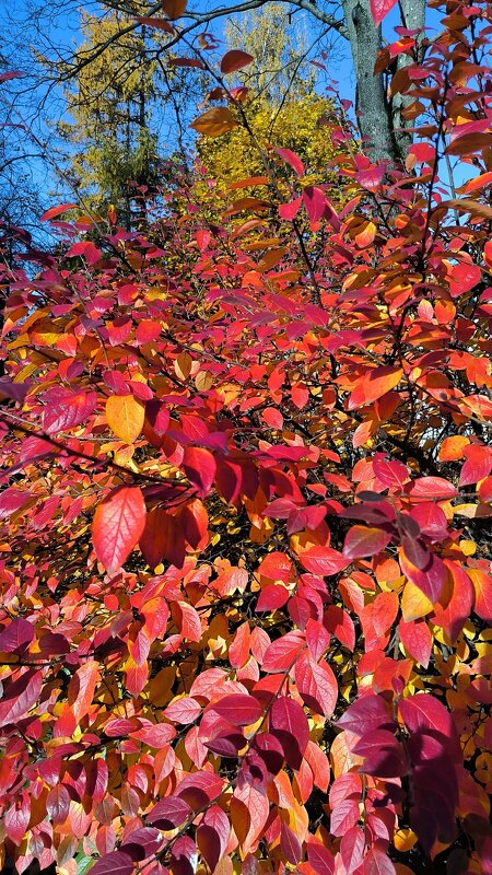 Багрец и золото уходящей осени. - Ольга Багрец и золото уходящей осени. - Ольга