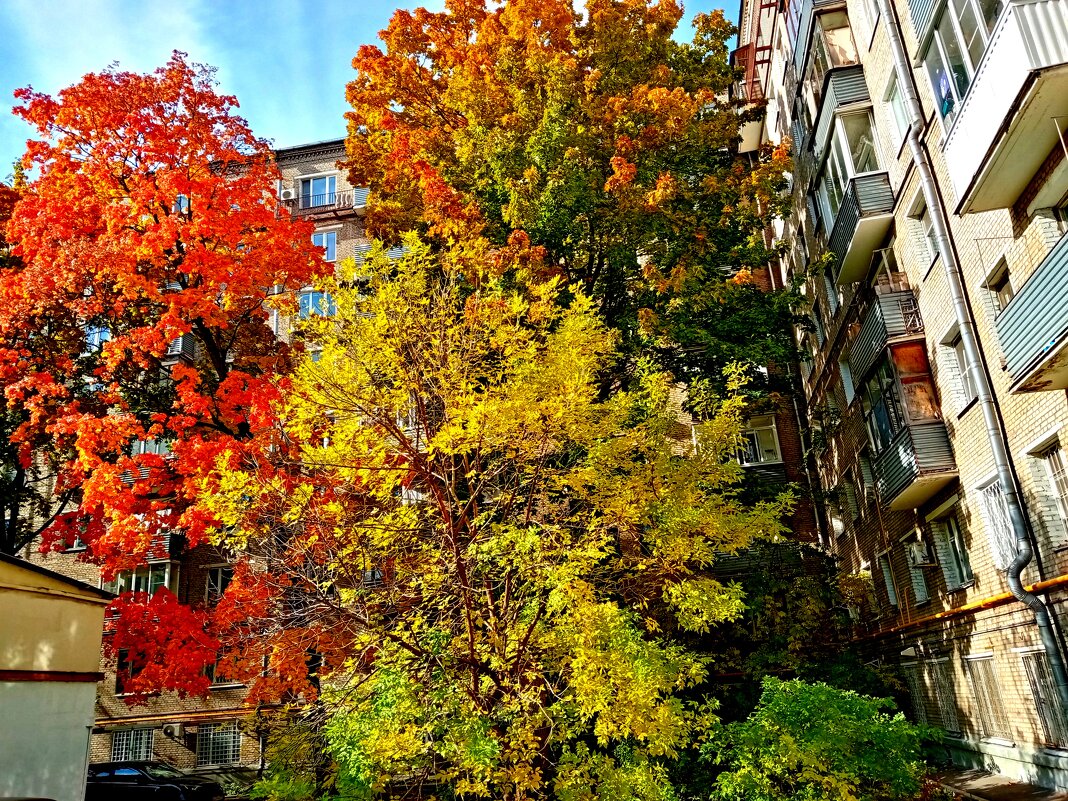 Осень. - Владимир Драгунский