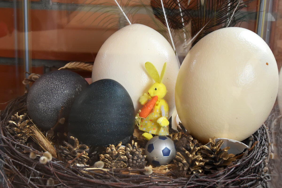 Московская область. Серпухов. Ферма «Русский страус». - Наташа *****