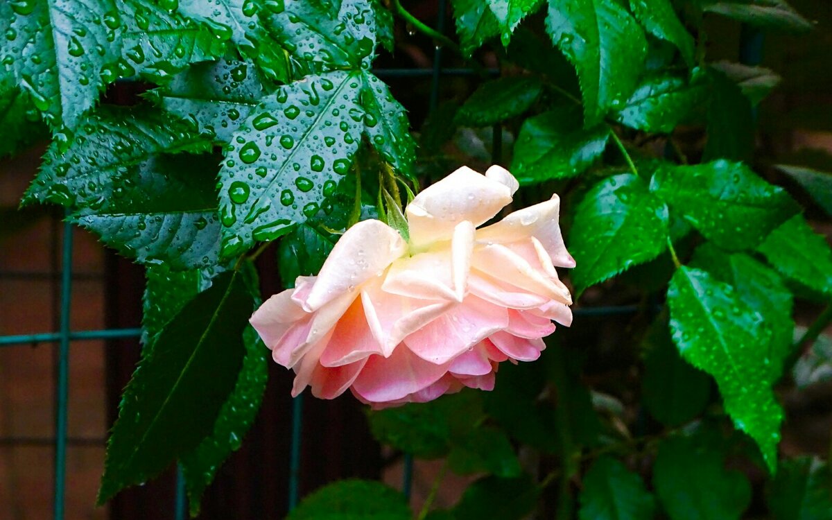 О цветах минувшего лета. - Милешкин Владимир Алексеевич О цветах минувшего лета. - Милешкин Владимир Алексеевич