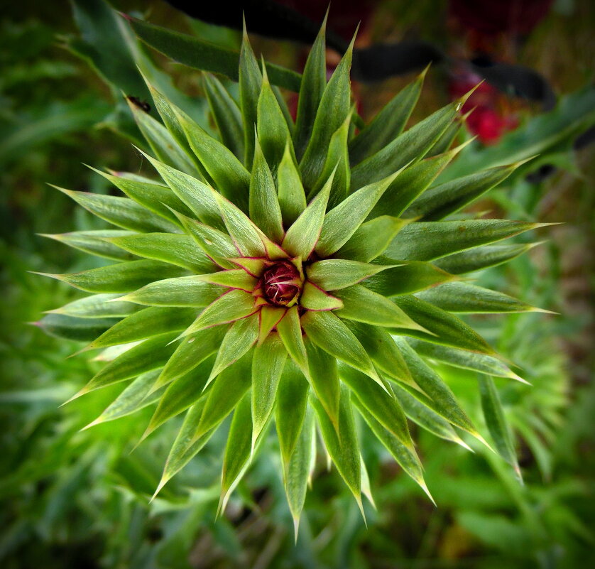 Симметрия. - nadyasilyuk Вознюк