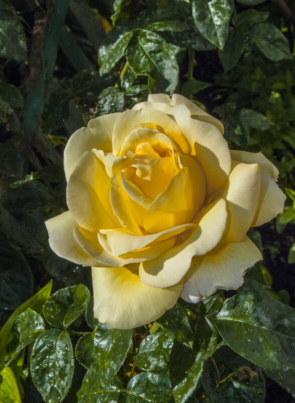 Глория  Дей - Валентин Семчишин