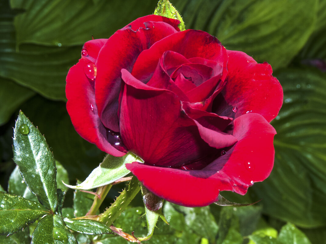 Бутон  бархатной  розы - Валентин Семчишин