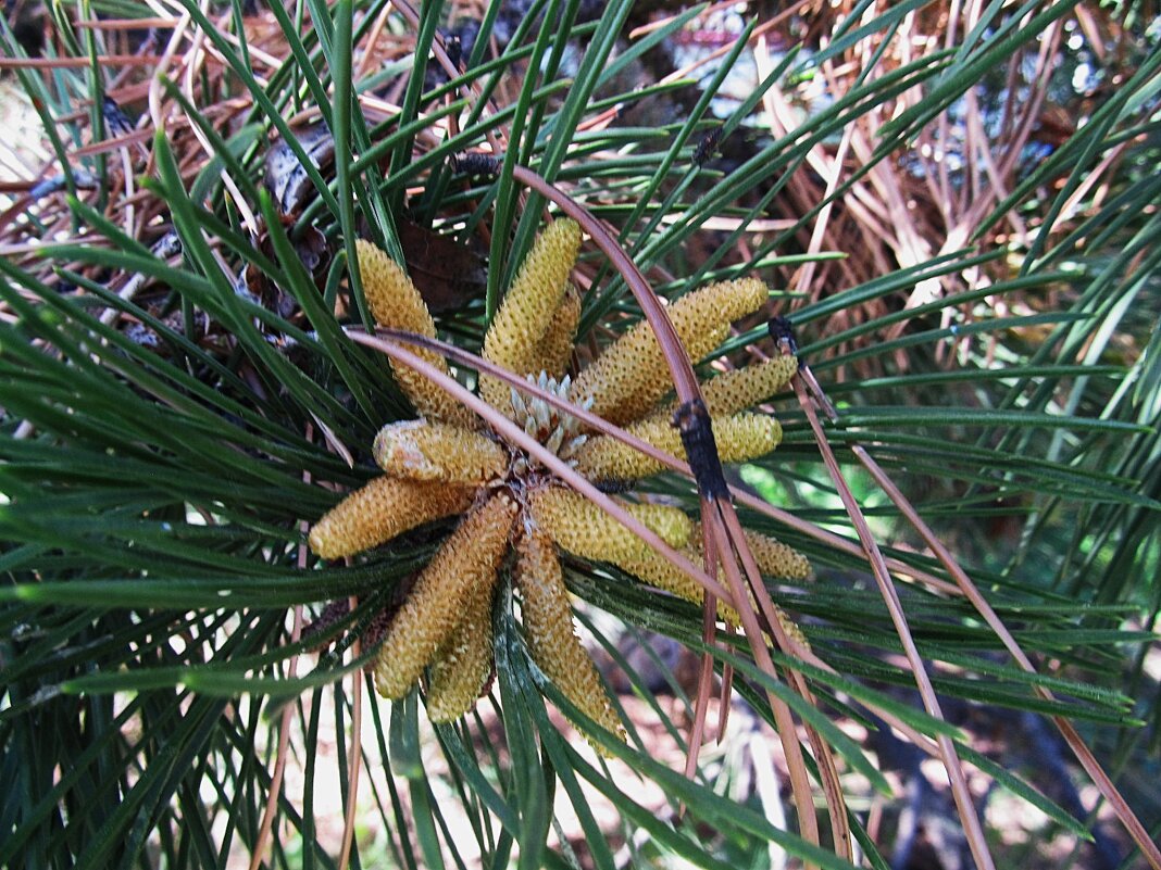 цветок сосны - Елена Шаламова